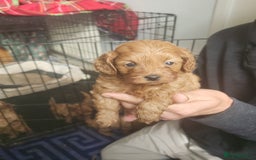Cockapoo dogs for sale: 5 lovely cuddly puppies - Image 6