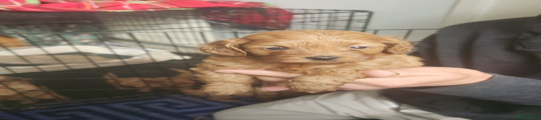 Cockapoo Puppy 5