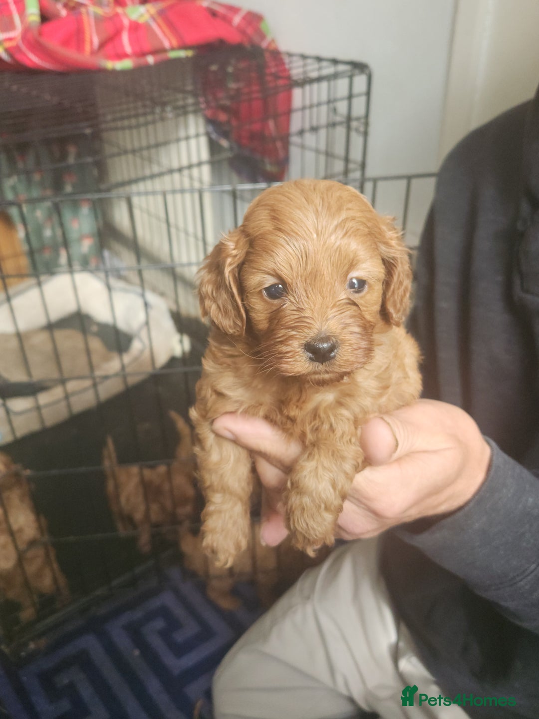 Cockapoo dogs for sale: 5 lovely cuddly puppies - Image 6