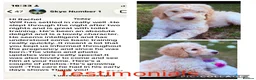 Labradoodle dogs for sale: Chunky health tested f1bb standard labradoodles  - Advert 8