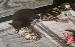British Shorthair cats for sale:  Lovely 3 tabby male & 3 black female kittens. - Image 22
