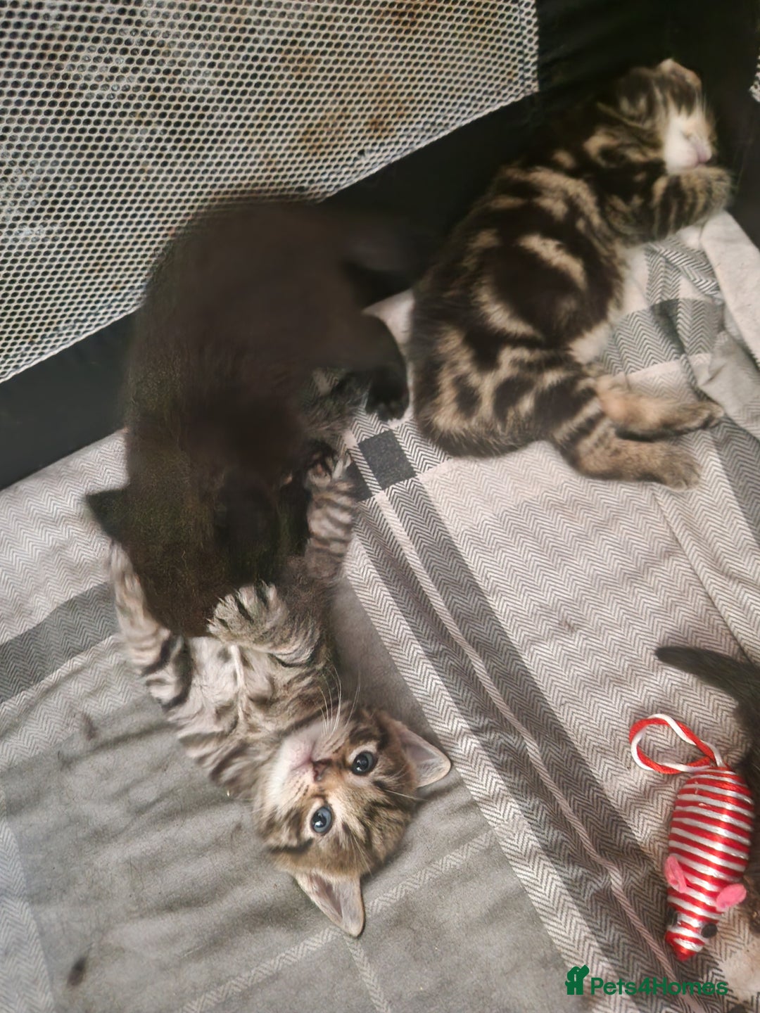 British Shorthair cats for sale:  Lovely 3 tabby male & 3 black female kittens. - Image 22