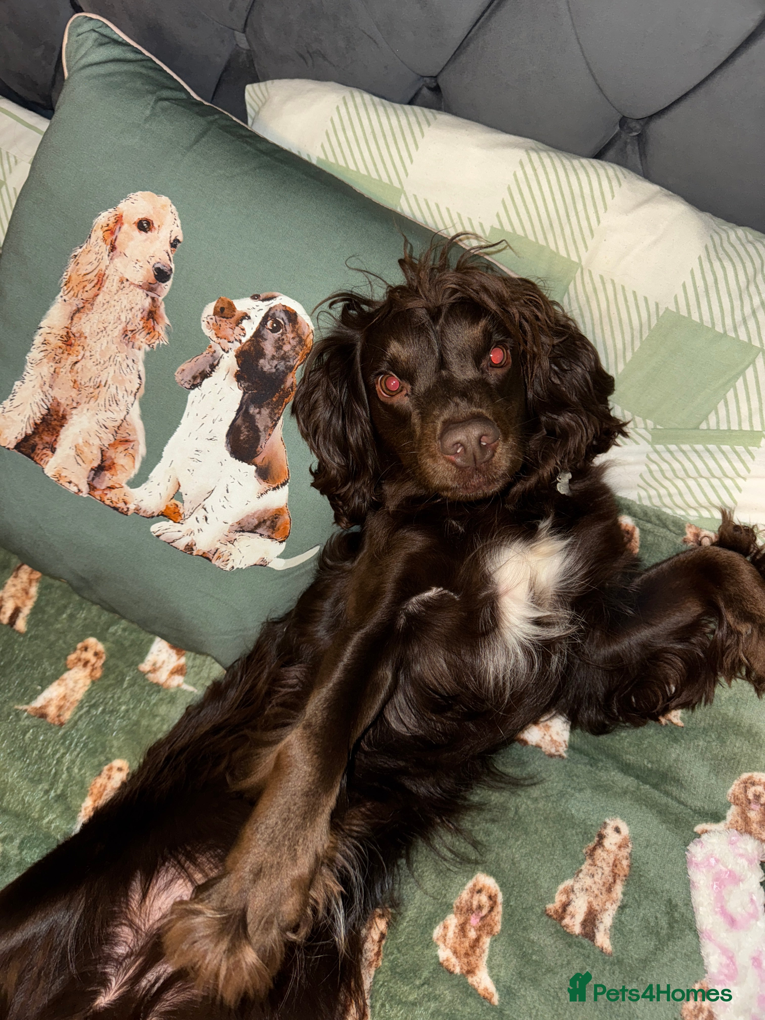 Sprocker dogs Female sprocker spaniel - Advert 17