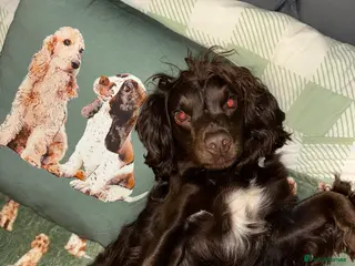 Sprocker dogs Female sprocker spaniel - Advert 17