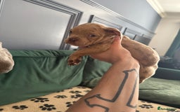 American Bully dogs for sale: Price Drop American pocket x American bully pups  in Bathgate - Image 24