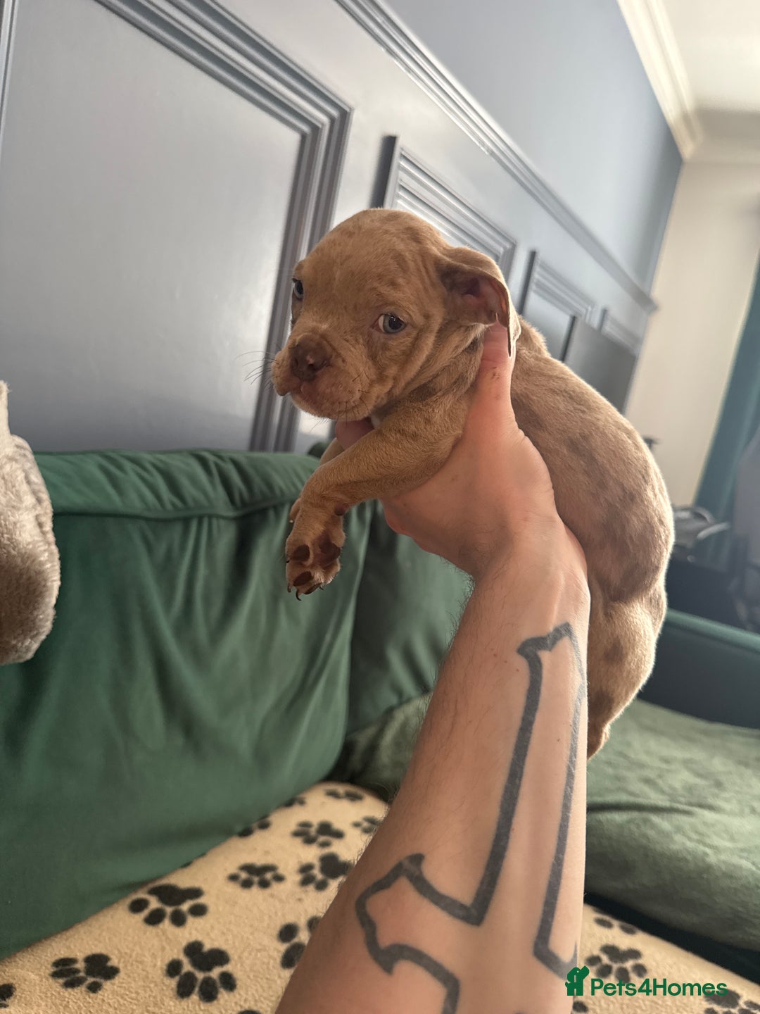 American Bully dogs for sale: Price Drop American pocket x American bully pups  in Bathgate - Image 24