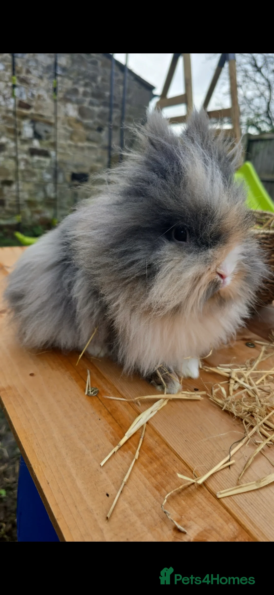 Lionhead rabbits for sale: Double Mained Lionheads Ready For Reserve  - Advert 10