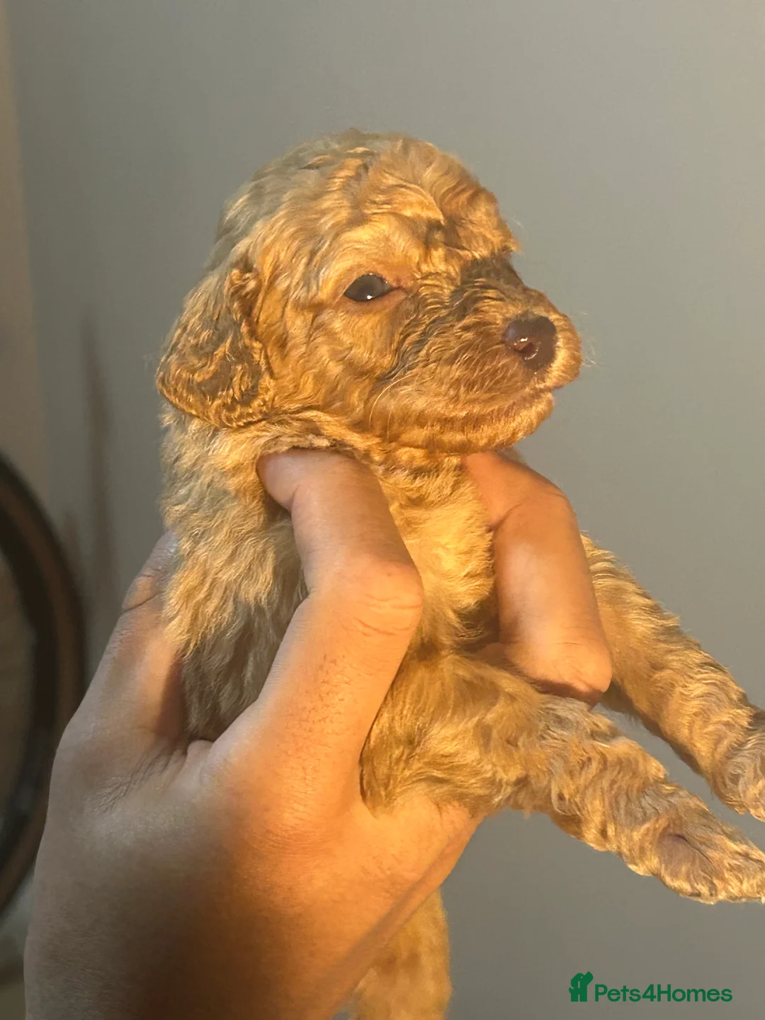 Cockapoo dogs for sale: Beautiful cockpoo - Advert 3