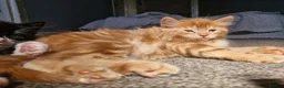 Mixed Breed cats for sale: Playful Cute ginger kittens ready for new homes - Advert 15