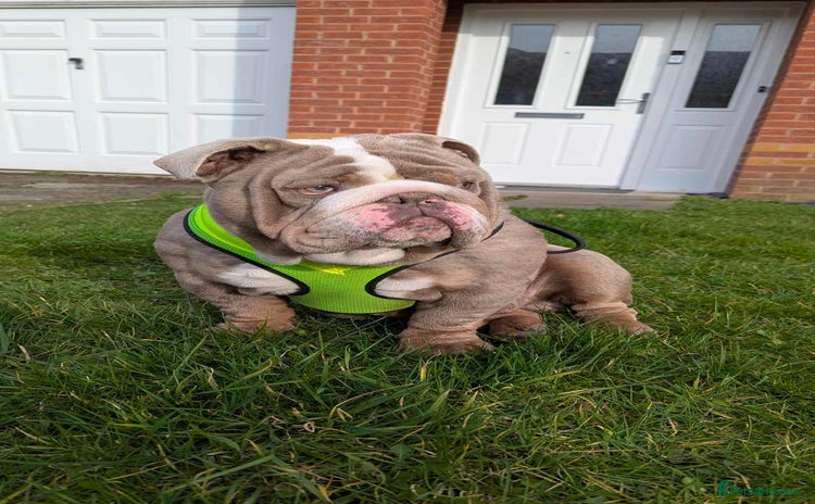English Bulldog dogs - Advert 1