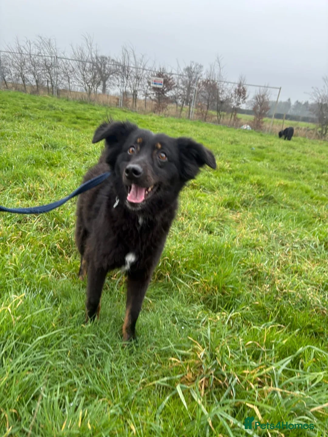Mixed Breed dogs for adoption: Newton - Norwich Norfolk  - Advert 6