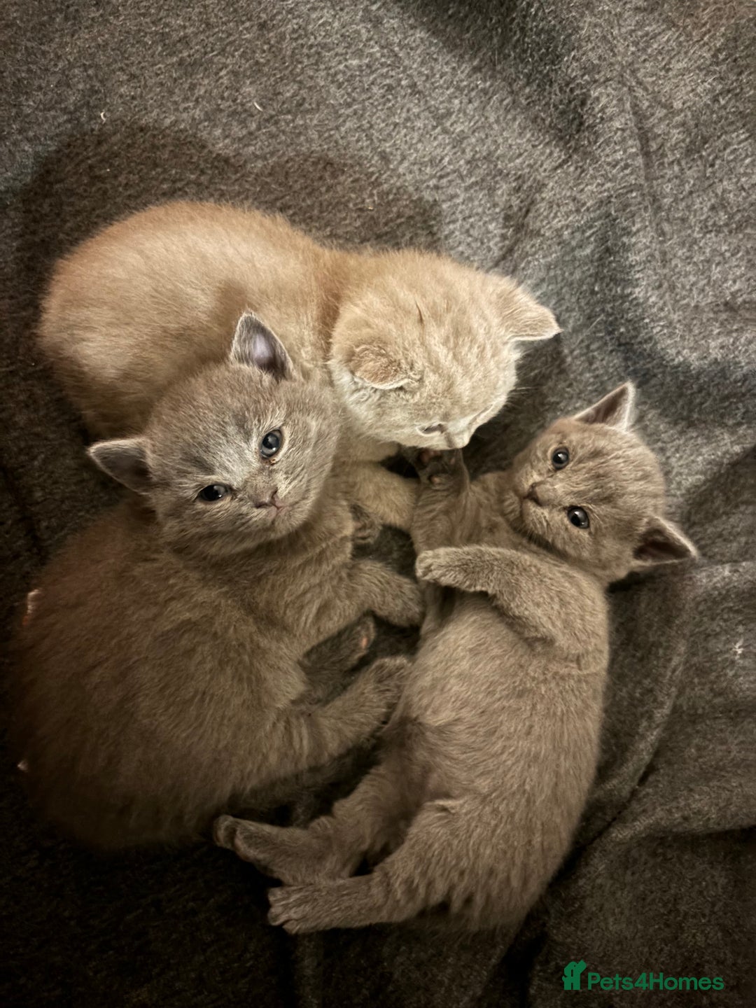 British Shorthair cats for sale: TICA registered purebreed BritishShorthair Kittens - Advert 15