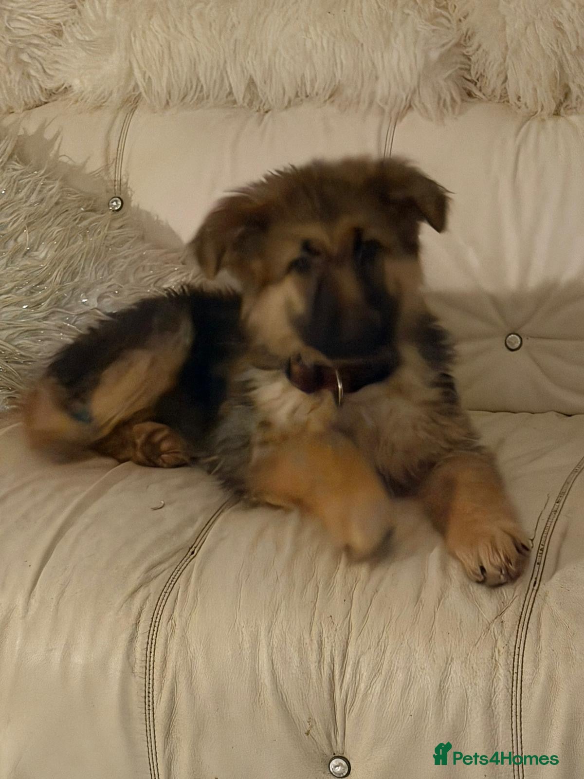 German Shepherd dogs German shepard pups black tan girl  reduced - Advert 8