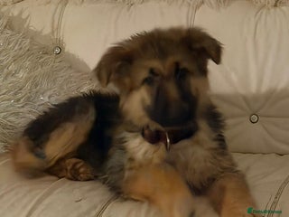 German Shepherd dogs German shepard pups black tan girl reduced - Advert 8