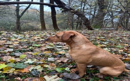 Labrador Retriever dogs for sale: KC Reg Health Tested Fox Reds Working Lines 4 Gen - Image 8