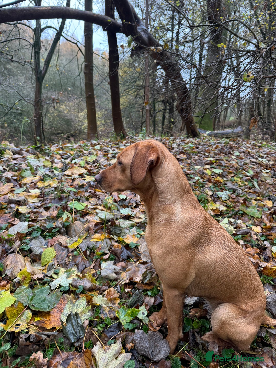 Labrador Retriever dogs for sale: KC Reg Health Tested Fox Reds Working Lines 4 Gen - Image 8