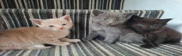 Mixed Breed cats for sale: FLUFFY MAINE COON CROSS KITTENS - Advert 10