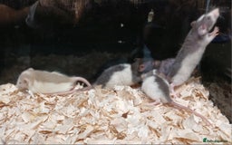 Rat rodents for sale: Baby Dumbo Rat's Males and Females - Image 9