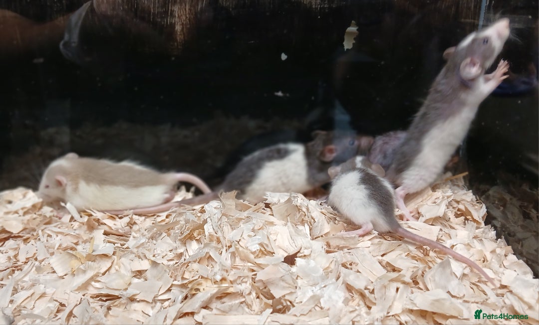 Rat rodents for sale: Baby Dumbo Rat's Males and Females - Image 9