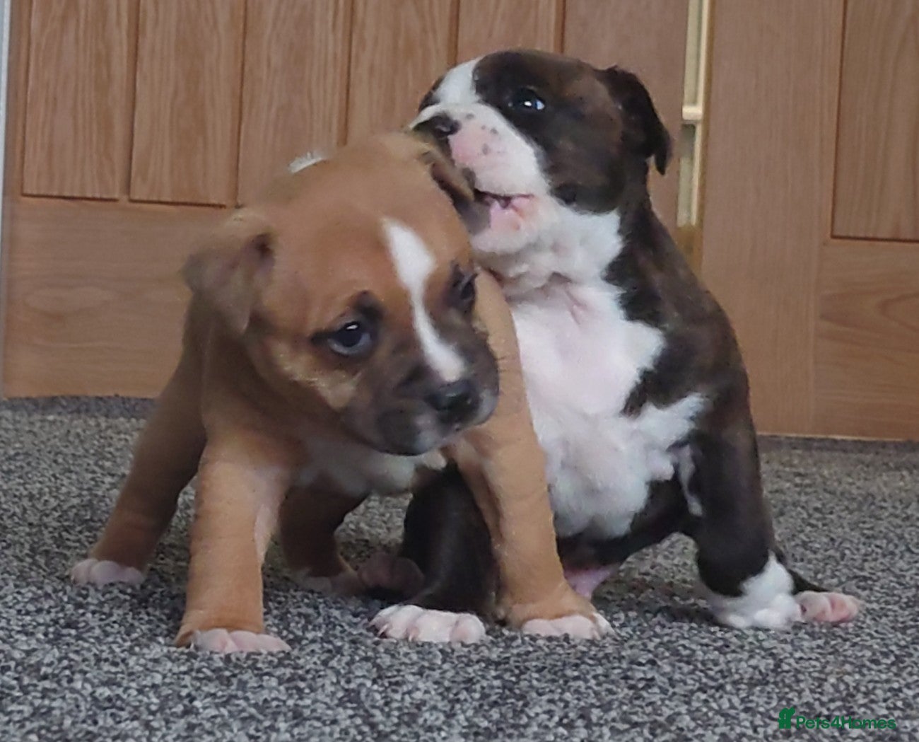 Staffordshire Bull Terrier dogs 6x full breed KC Staffordshire bull terrier pups - Advert 6