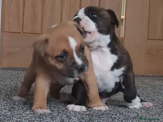 Staffordshire Bull Terrier dogs 6x full breed KC Staffordshire bull terrier pups - Advert 6