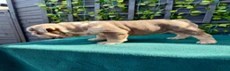English Bulldog dogs for sale: Stunning bulldog puppies for sale  - Advert 17