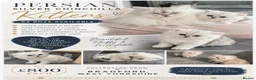 Persian cats for sale: Persian Kittens white and silver  - Advert 10