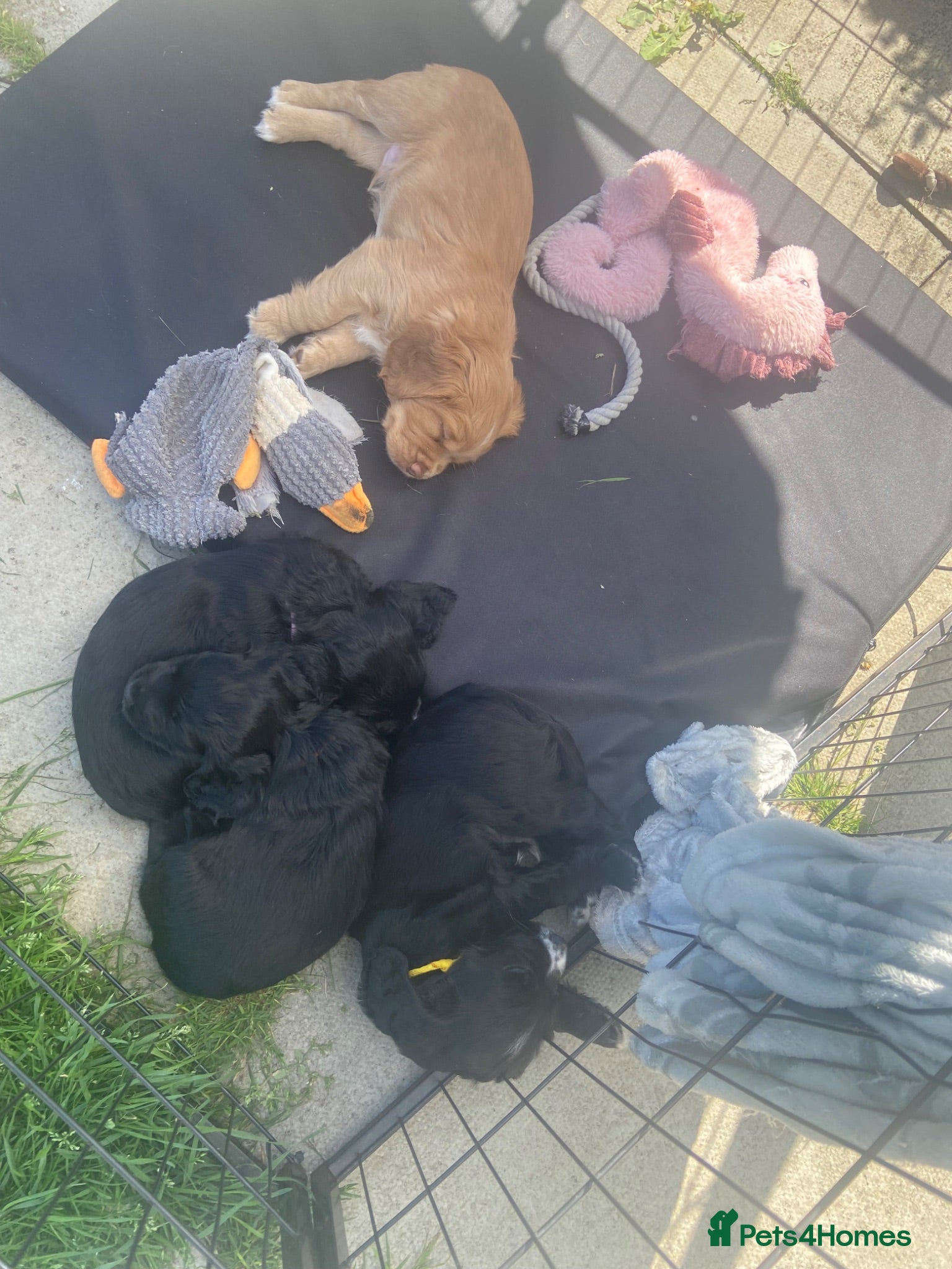 Cocker Spaniel dogs working cocker spaniel puppies - Advert 18