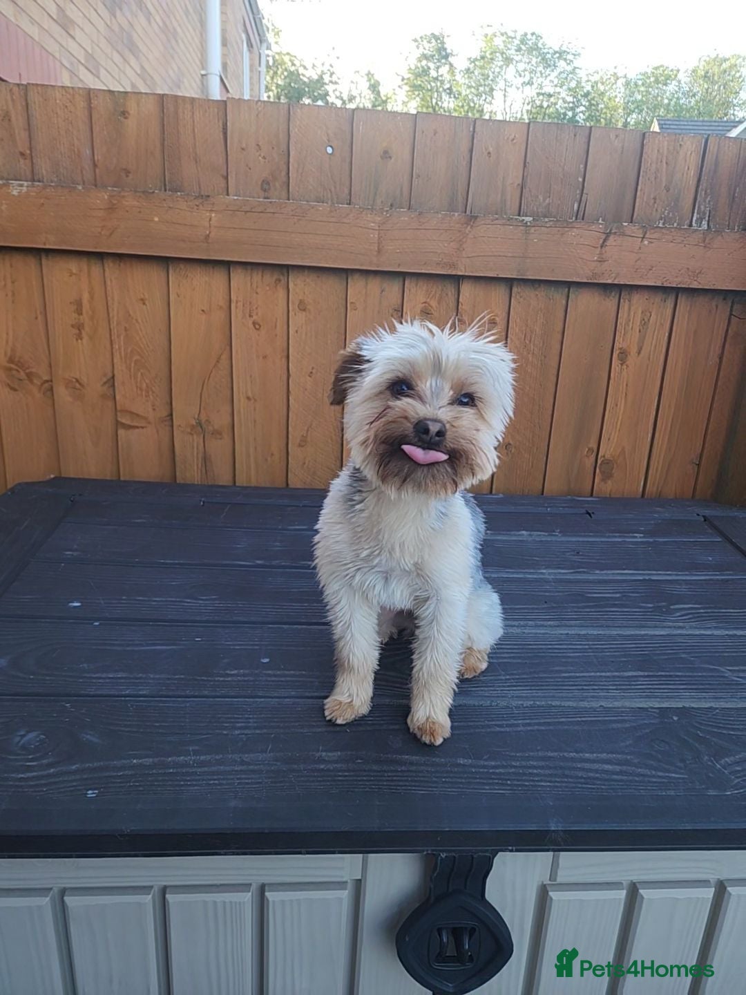 Yorkshire Terrier dogs 🐾 Baloo Looking for a Loving Forever Home 🐾 - Advert 1