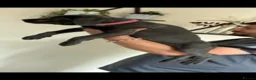 Cane Corso dogs for sale: Cane corso puppies - Advert 27