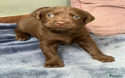 Labrador Retriever dogs for sale: KC SILVER/CHOCOLATE PEDIGREE LABRADOR PUPIES - Image 11