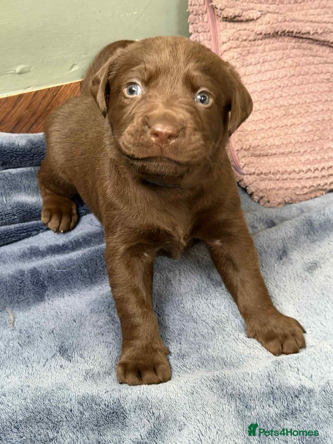 Labrador Retriever dogs for sale: KC SILVER/CHOCOLATE PEDIGREE LABRADOR PUPIES - Image 11