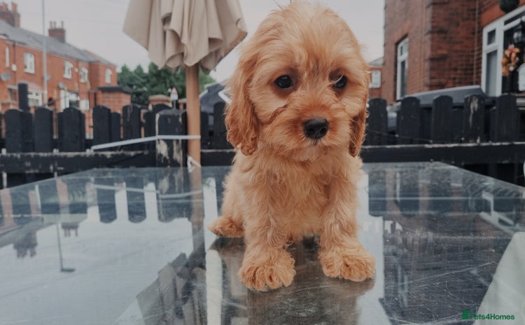 Cavapoo dogs - Advert 11