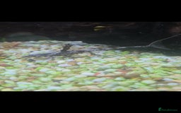 Angelfish fish for sale: All fish 100£ - Image 19