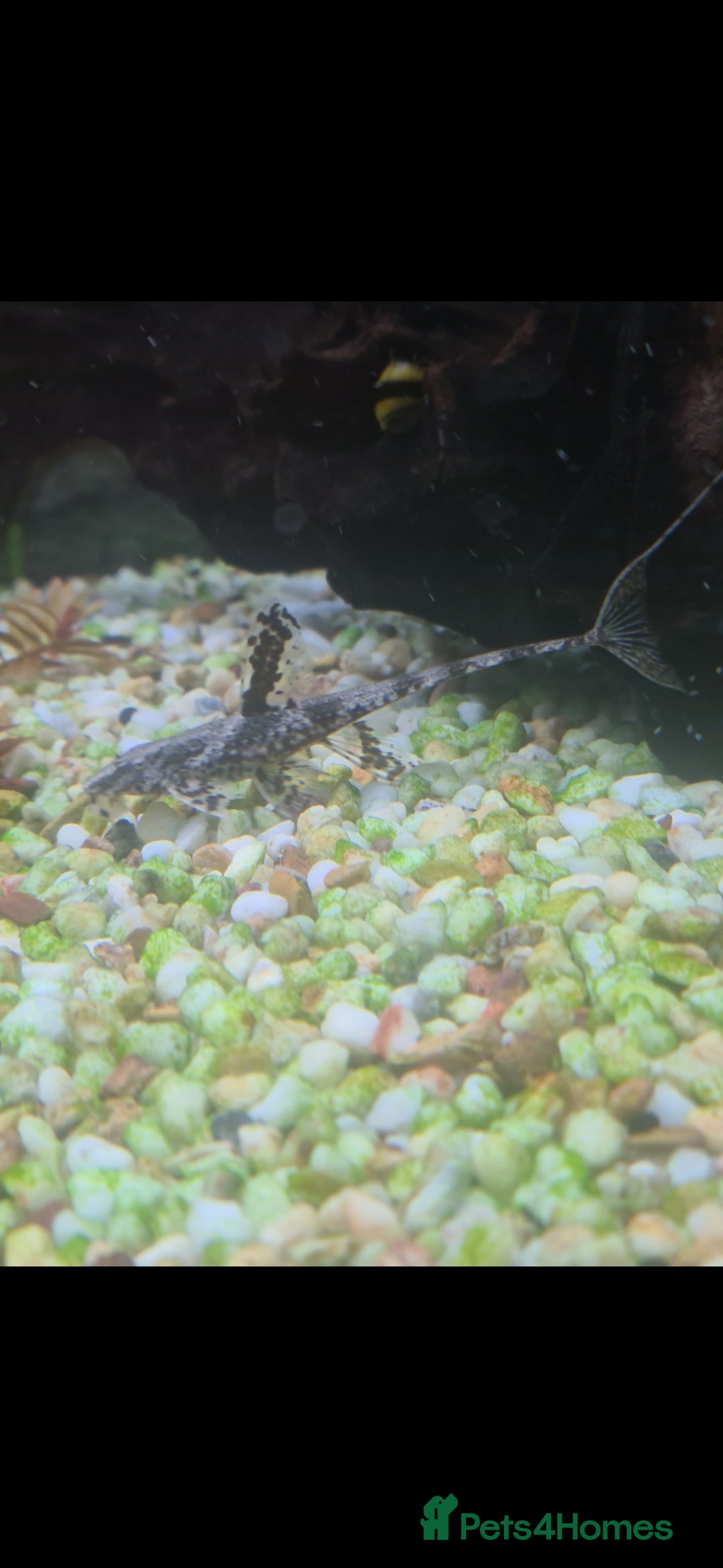 Angelfish fish for sale: All fish 100£ - Image 19