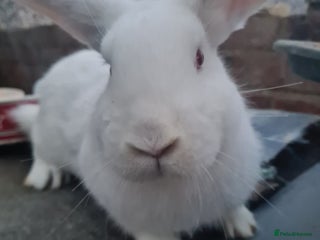 New Zealand rabbits - Advert 2
