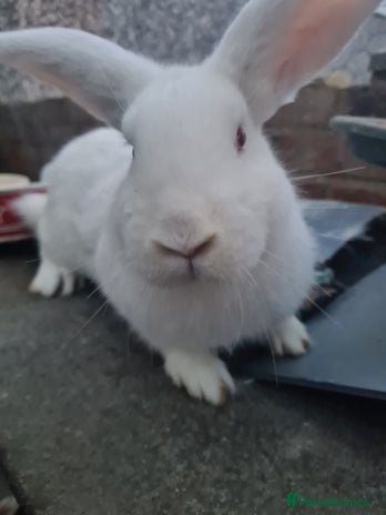 New Zealand rabbits 1 young female - Advert 2