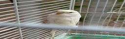 Budgerigars birds for sale: Budgies for sale in Norbury - Advert 8