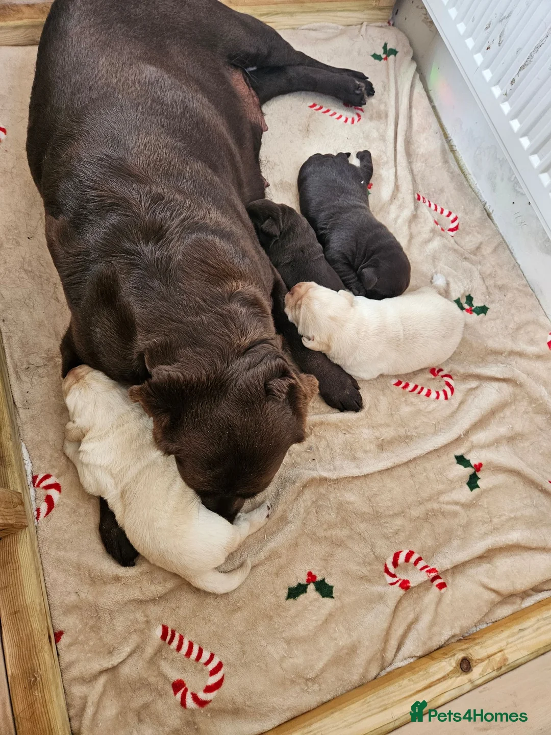 Labrador Retriever dogs for sale: Gorgeous chunky labrador puppies  - Advert 1
