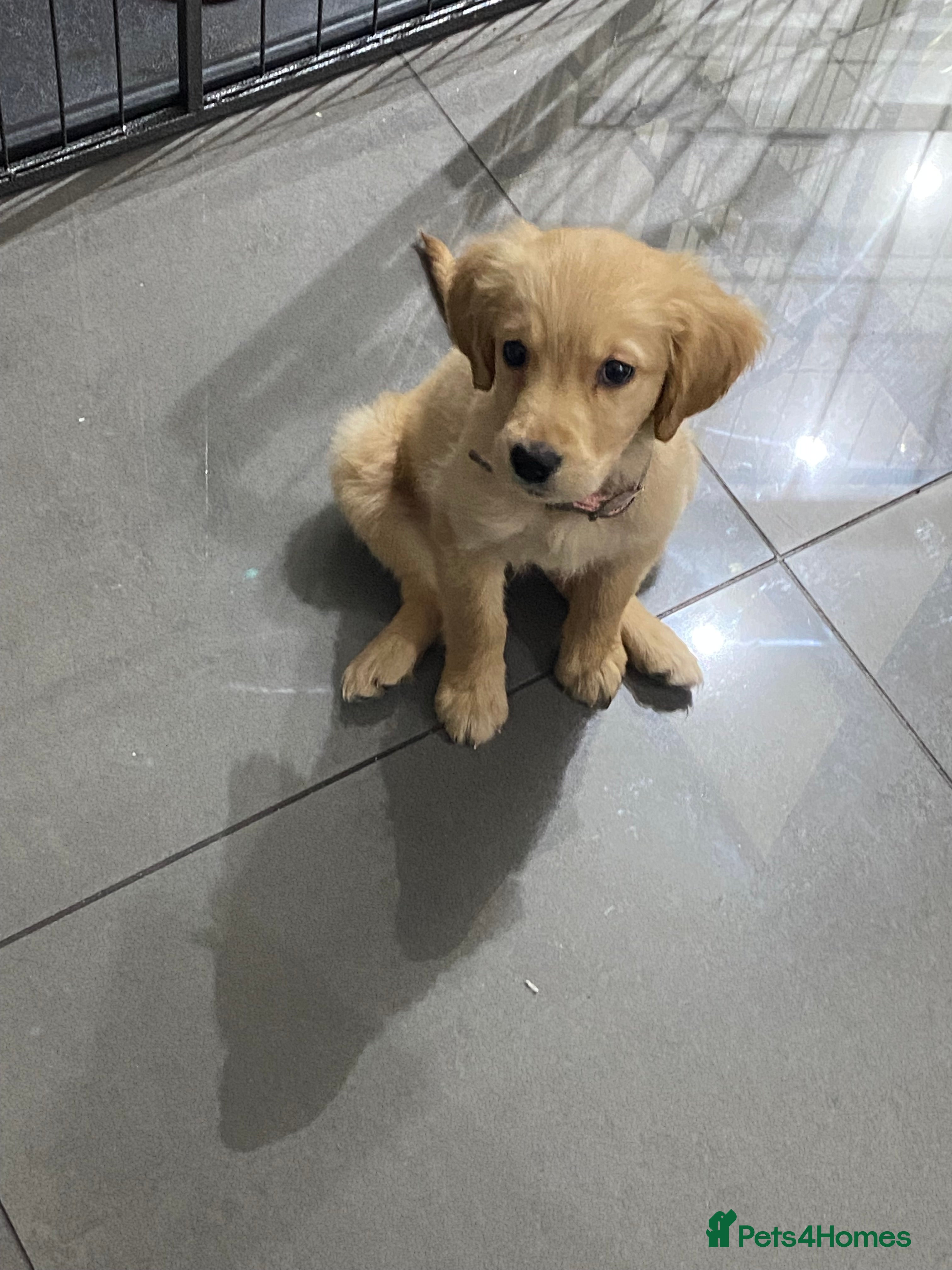 Golden Retriever dogs 2 golden retriever puppies 1 male 1 female  - Advert 13