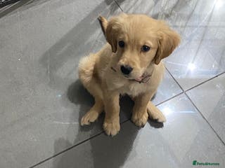 Golden Retriever dogs 2 golden retriever puppies 1 male 1 female - Advert 8