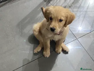 Golden Retriever dogs 2 golden retriever puppies 1 male 1 female - Advert 6