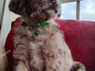 Labradoodle dogs Labradoodle puppies - Advert 1