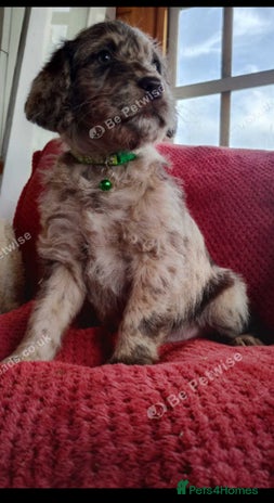 Labradoodle dogs Labradoodle puppies - Advert 1