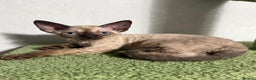 Devon Rex cats for sale: 😍😍😍 3 girls registered GCCF😍😍😍 - Advert 5
