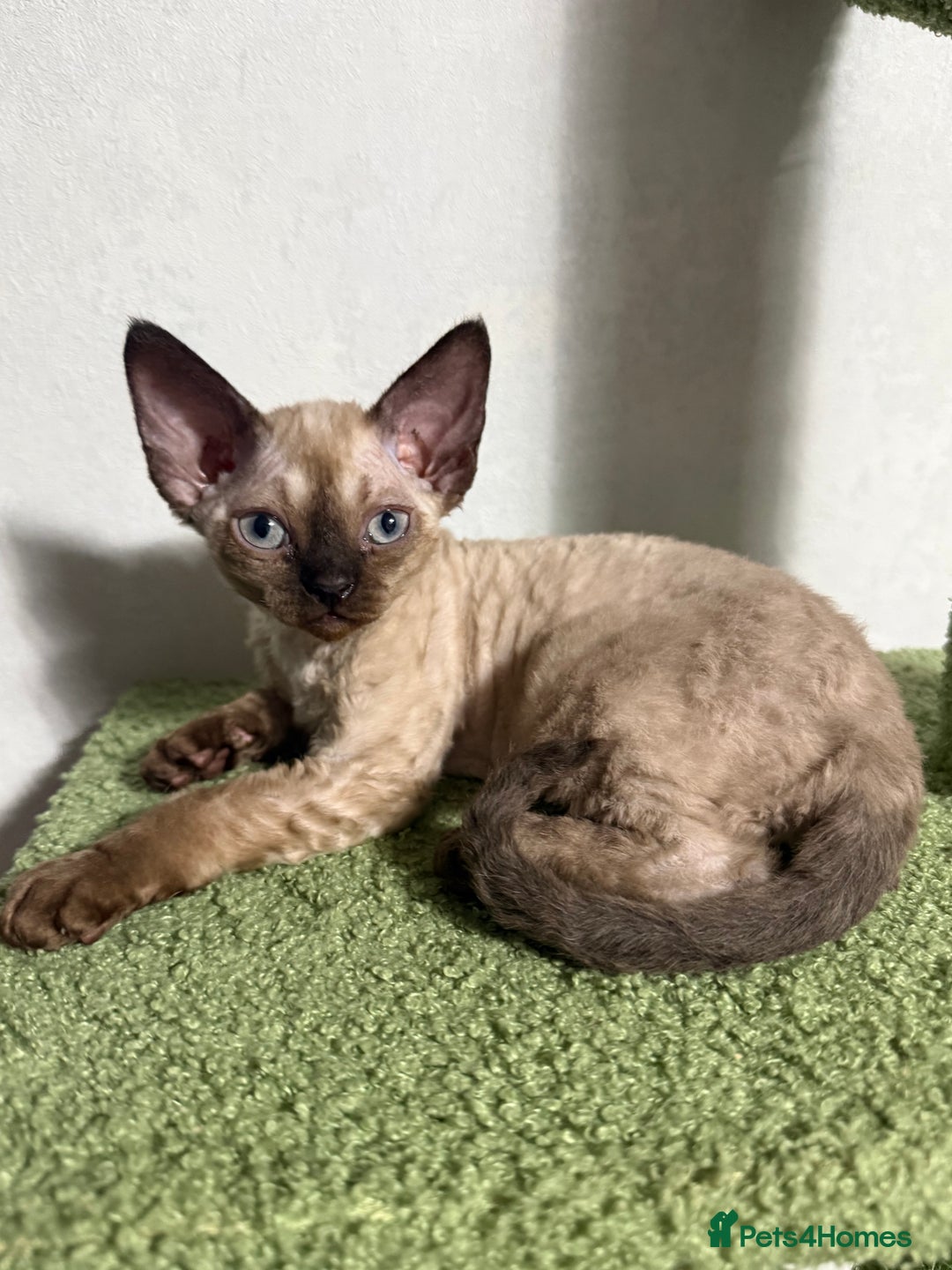 Devon Rex cats for sale: 😍😍😍 3 girls registered GCCF😍😍😍 - Advert 5
