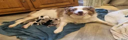 Border Collie dogs for sale: 🐾❤️ Beautiful KC Reg family Collie Puppies  in Shrewsbury - Advert 9