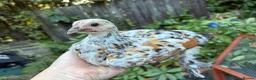 Chickens poultry for sale: Trio bantam pullets  - Advert 3