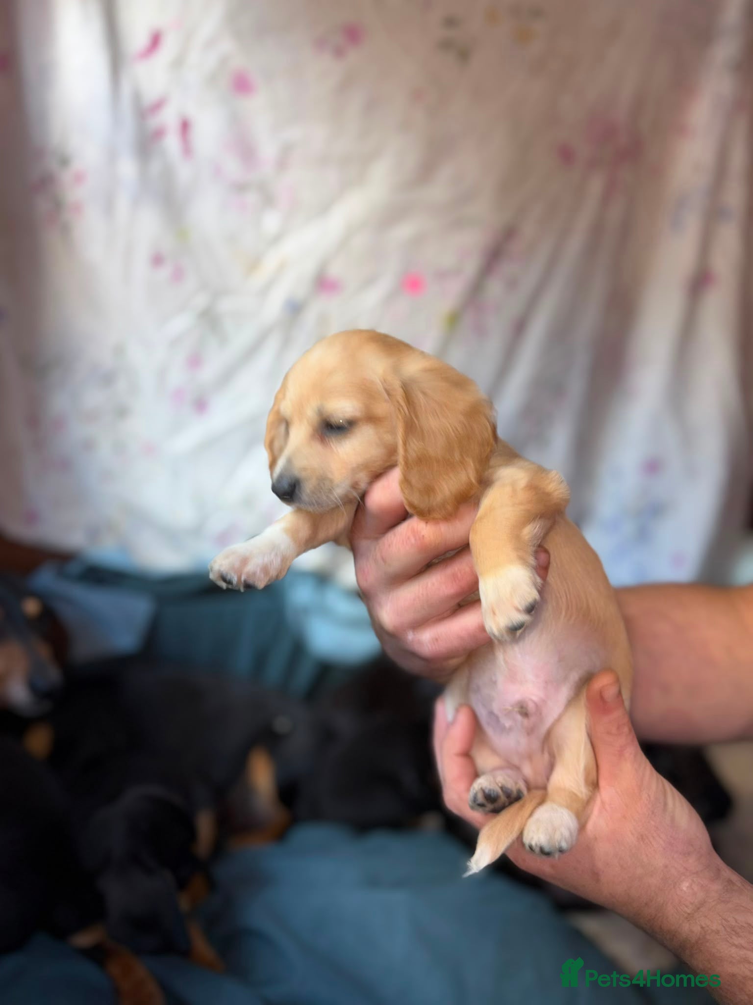 Dachshund dogs for sale: Daschounds LONG AND SHORT HAIRED  - Advert 17