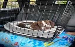 Mixed Breed dogs for sale: Puppy for sale  - Image 2